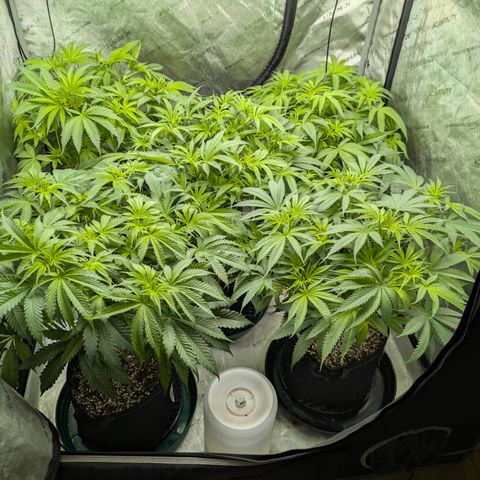 Stinking Rose growlog timeline photo