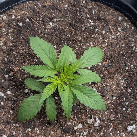 Cherry Kush × OZK × Zkittles growlog timeline photo