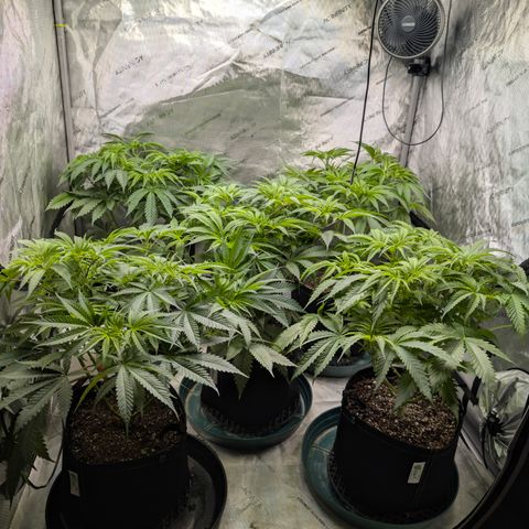 Stinking Rose growlog timeline photo