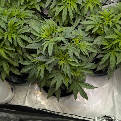 Stinking Rose growlog timeline photo