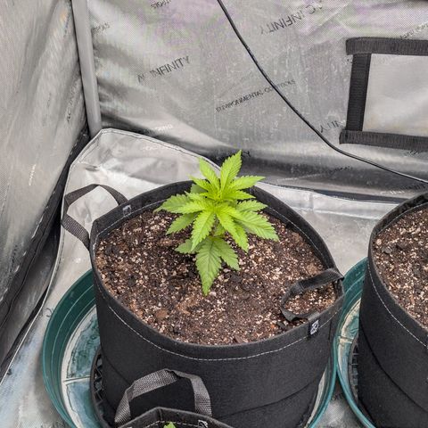 Stinking Rose growlog timeline photo