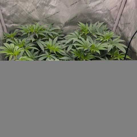Cherry Kush × OZK × Zkittles growlog timeline photo