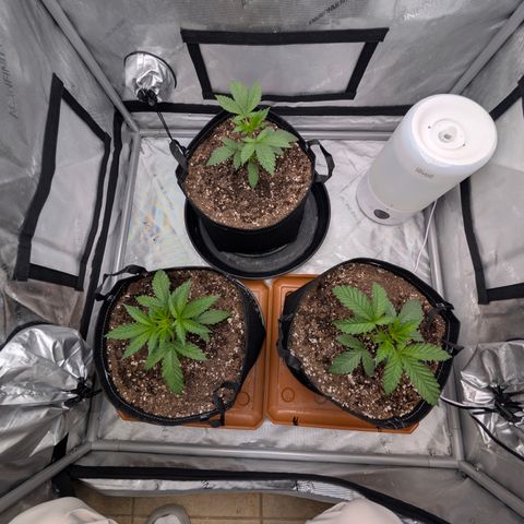 Cherry Kush × OZK × Zkittles growlog timeline photo