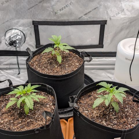 Cherry Kush × OZK × Zkittles growlog timeline photo