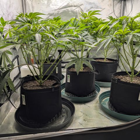 Stinking Rose growlog timeline photo