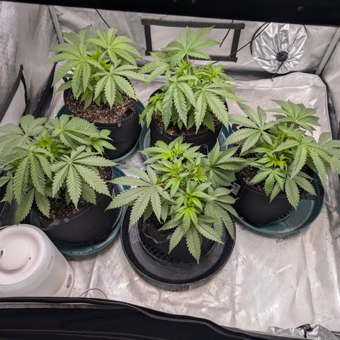 Stinking Rose growlog timeline photo