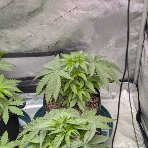Stinking Rose growlog timeline photo