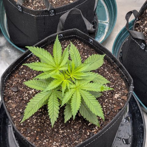 Stinking Rose growlog timeline photo