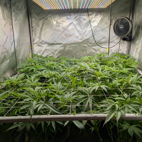 Stinking Rose growlog timeline photo