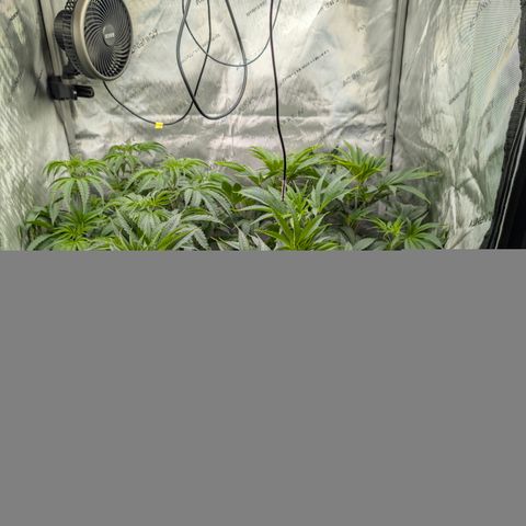 Stinking Rose growlog timeline photo
