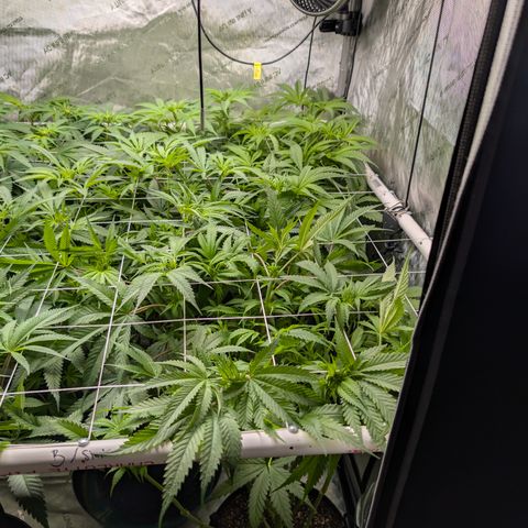 Stinking Rose growlog timeline photo