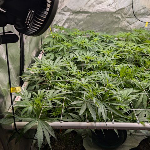 Stinking Rose growlog timeline photo