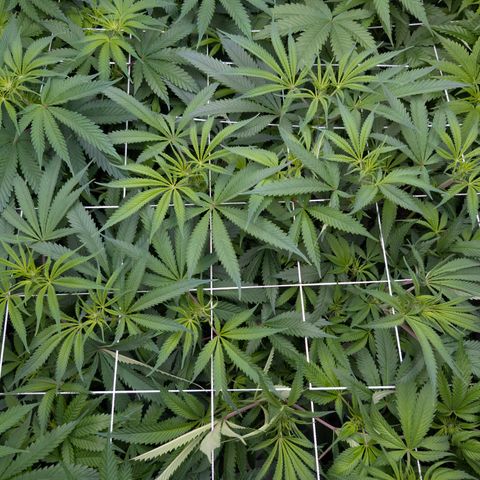 Stinking Rose growlog timeline photo