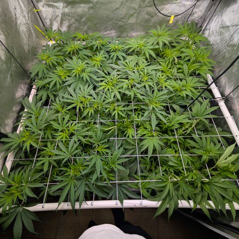 Stinking Rose growlog timeline photo