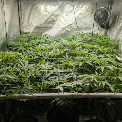 Stinking Rose growlog timeline photo