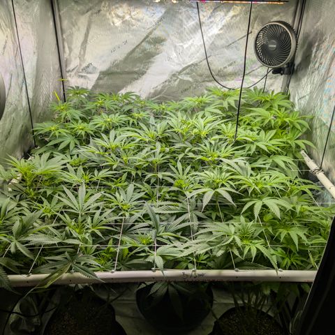 Stinking Rose growlog timeline photo