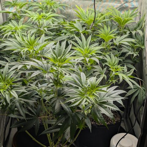 Cherry Kush × OZK × Zkittles growlog timeline photo