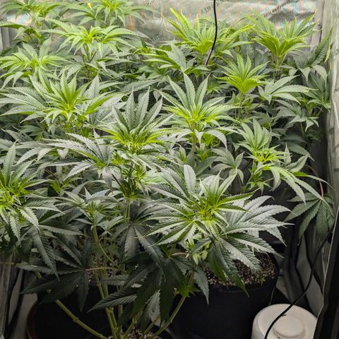 Cherry Kush × OZK × Zkittles growlog timeline photo