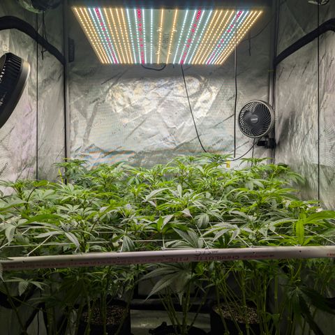 Stinking Rose growlog timeline photo