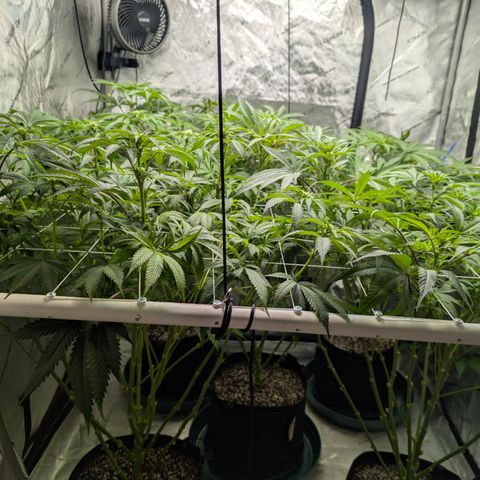 Stinking Rose growlog timeline photo