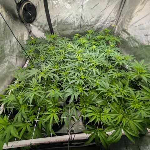 Stinking Rose growlog timeline photo