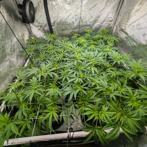 Stinking Rose growlog timeline photo