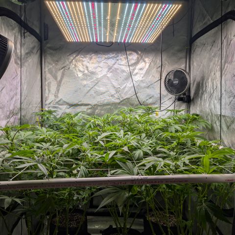 Stinking Rose growlog timeline photo