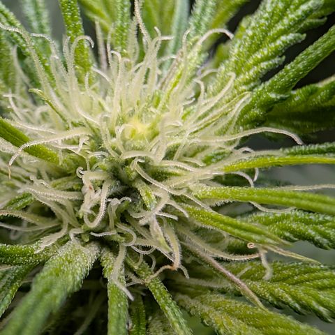 Stinking Rose growlog timeline photo