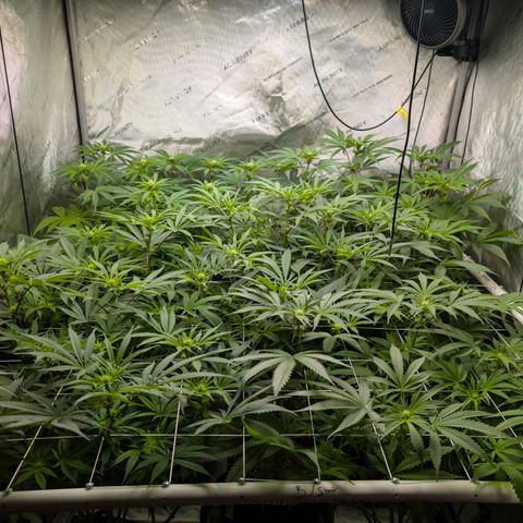 Stinking Rose growlog timeline photo