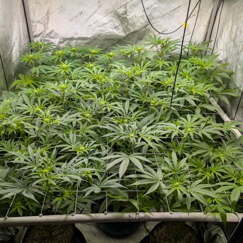 Stinking Rose growlog timeline photo