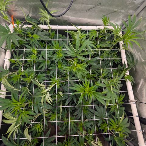 Cherry Kush × OZK × Zkittles growlog timeline photo