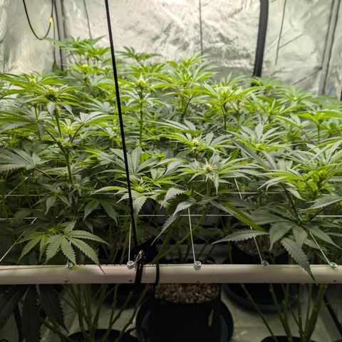 Stinking Rose growlog timeline photo