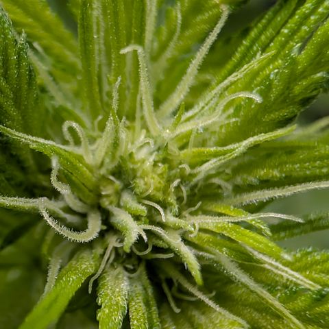 Stinking Rose growlog timeline photo
