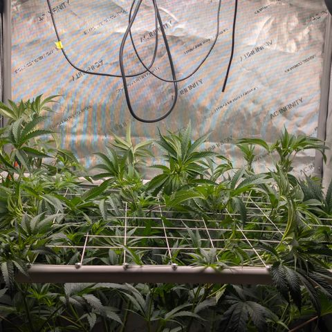 Cherry Kush × OZK × Zkittles growlog timeline photo