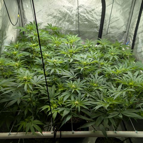 Stinking Rose growlog timeline photo