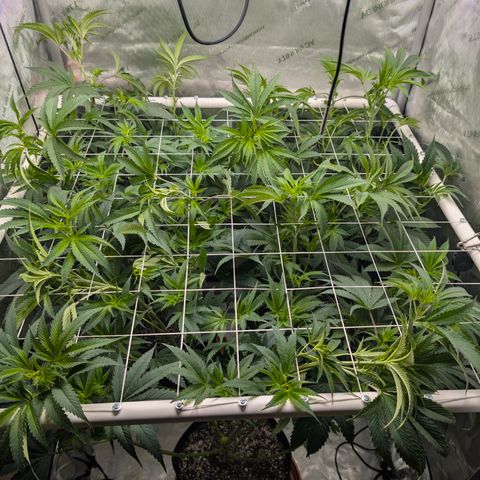 Cherry Kush × OZK × Zkittles growlog timeline photo
