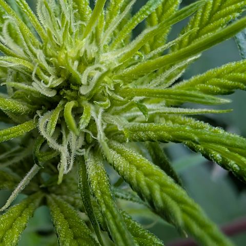 Stinking Rose growlog timeline photo