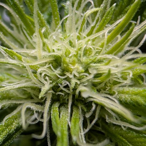 Stinking Rose growlog timeline photo