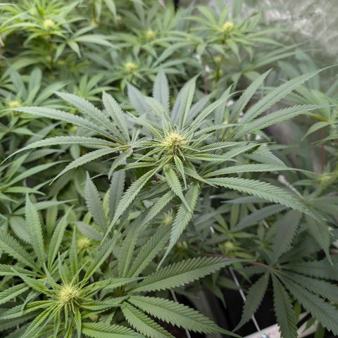 Stinking Rose growlog timeline photo