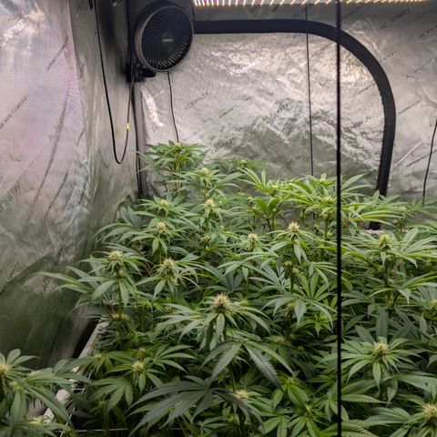Stinking Rose growlog timeline photo
