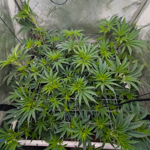 Cherry Kush × OZK × Zkittles growlog timeline photo