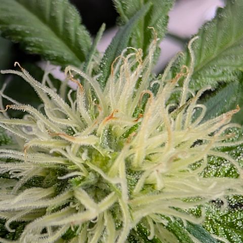 Stinking Rose growlog timeline photo
