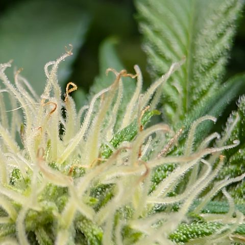 Stinking Rose growlog timeline photo