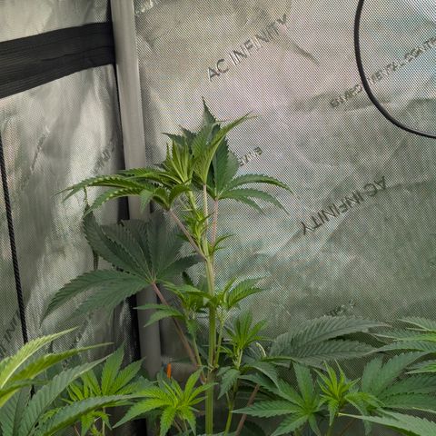 Cherry Kush × OZK × Zkittles growlog timeline photo