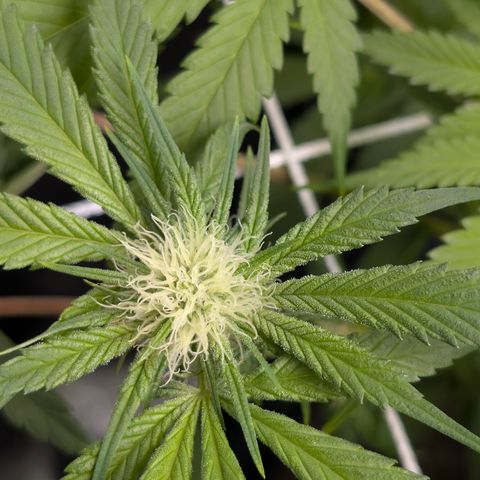 Stinking Rose growlog timeline photo