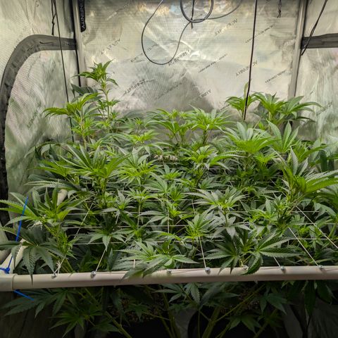 Cherry Kush × OZK × Zkittles growlog timeline photo