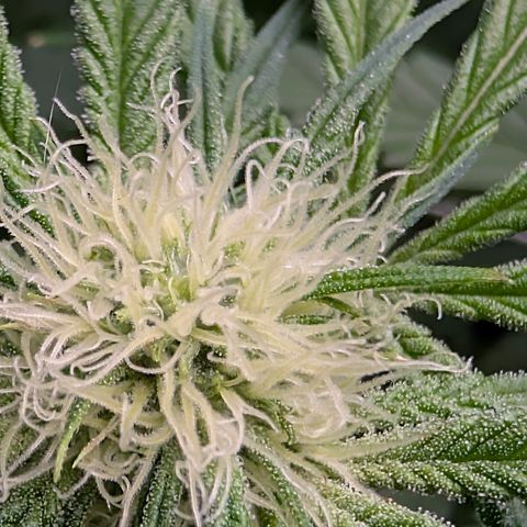 Stinking Rose growlog timeline photo