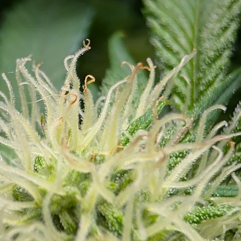 Stinking Rose growlog timeline photo