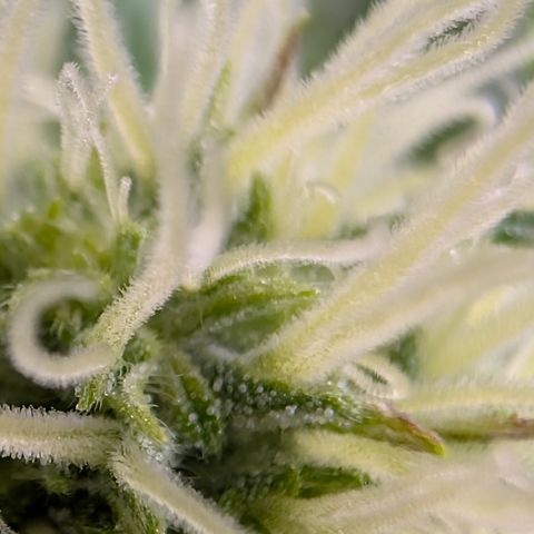 Stinking Rose growlog timeline photo