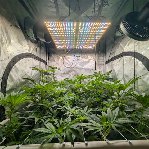 Cherry Kush × OZK × Zkittles growlog timeline photo